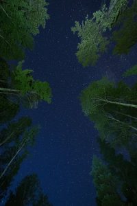 A breathtaking view of stars shining above a dense forest at night.